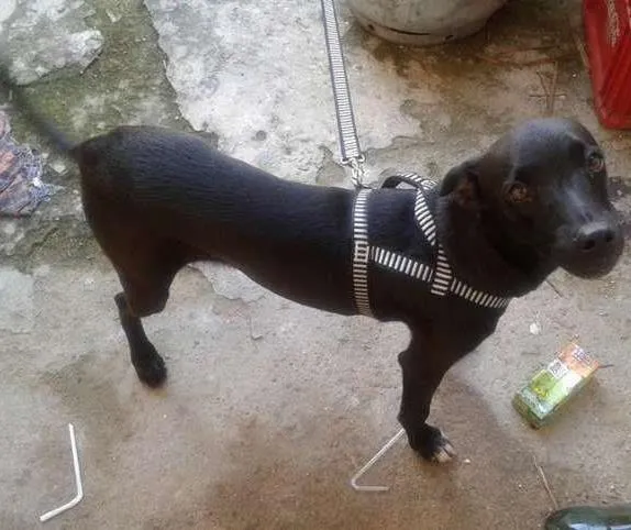 Cachorro ra a Sem raça idade 2 a 6 meses nome Marley