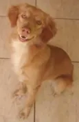 Belinha