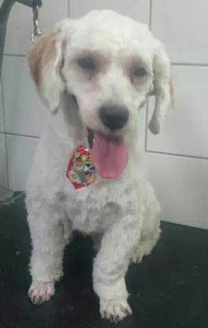 Cachorro raça Poodle mix idade 7 a 11 meses nome Dudu