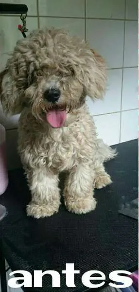 Cachorro ra a Poodle mix idade 7 a 11 meses nome Dudu