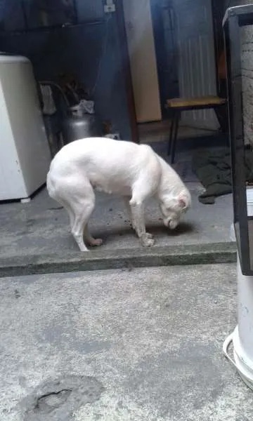 Cachorro ra a mestiça pitbull idade 3 anos nome Hanna