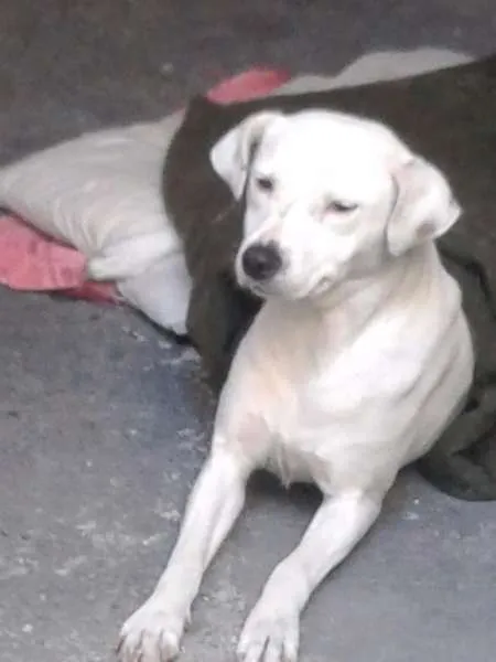 Cachorro ra a mestiça pitbull idade 3 anos nome Hanna