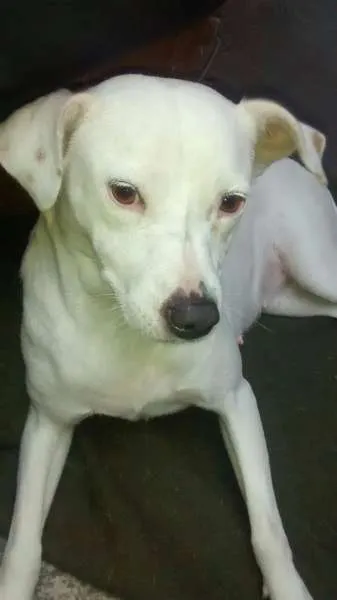 Cachorro ra a mestiça pitbull idade 3 anos nome Hanna