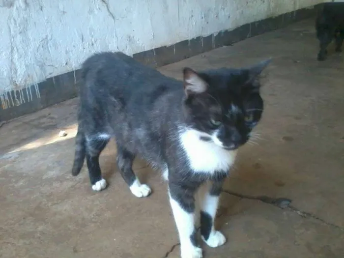 Gato ra a SRD idade 1 ano nome Sem nome