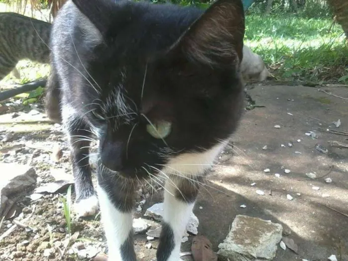 Gato ra a SRD idade 1 ano nome Sem nome