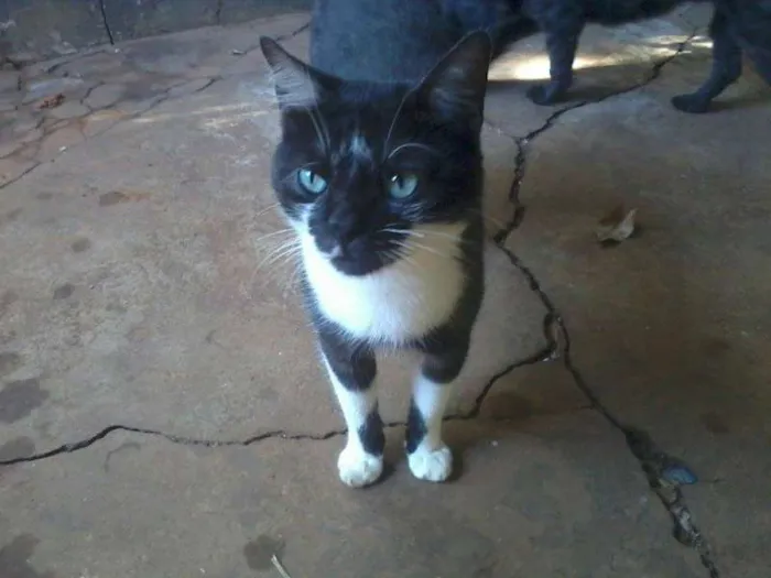 Gato ra a SRD idade 1 ano nome Sem nome