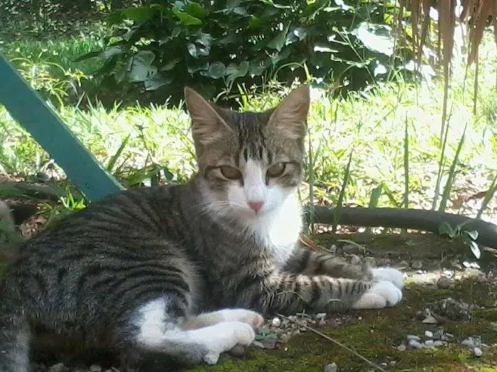 Gato ra a SRD idade 2 a 6 meses nome sem nome