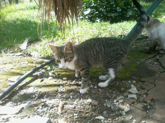 Gato ra a SRD idade 2 a 6 meses nome sem nome