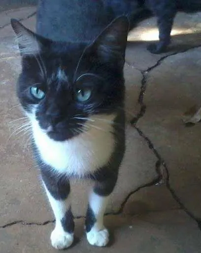 Gato ra a SRD idade 1 ano nome Sem nome