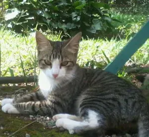 Gato raça SRD idade 2 a 6 meses nome sem nome