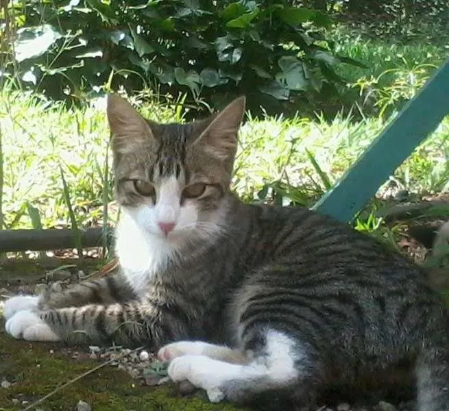Gato ra a SRD idade 2 a 6 meses nome sem nome