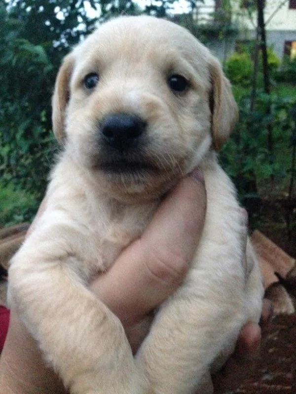 Cachorro ra a Poodle idade  nome Sem nome