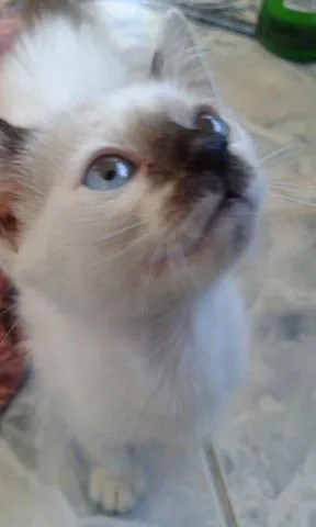 Gato raça  idade Abaixo de 2 meses nome Thor