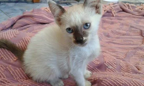 Gato raça  idade Abaixo de 2 meses nome Thor