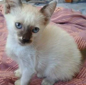 Gato raça  idade Abaixo de 2 meses nome Thor