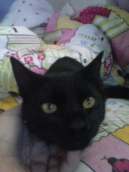 Gato ra a indefinida idade 2 a 6 meses nome Garrincha e Bebeto