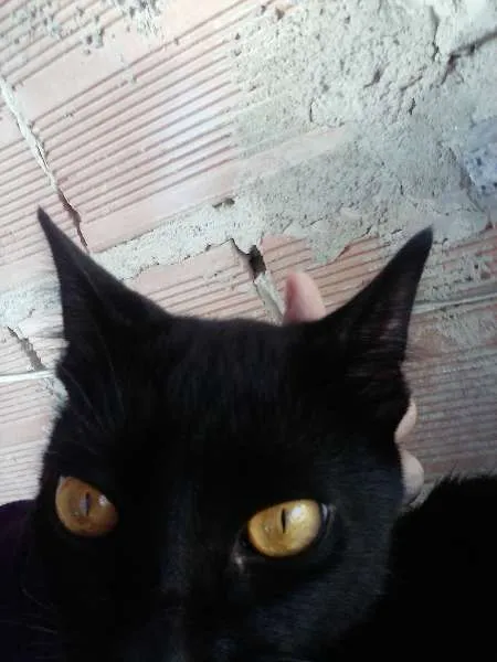 Gato ra a indefinida idade 2 a 6 meses nome Garrincha e Bebeto