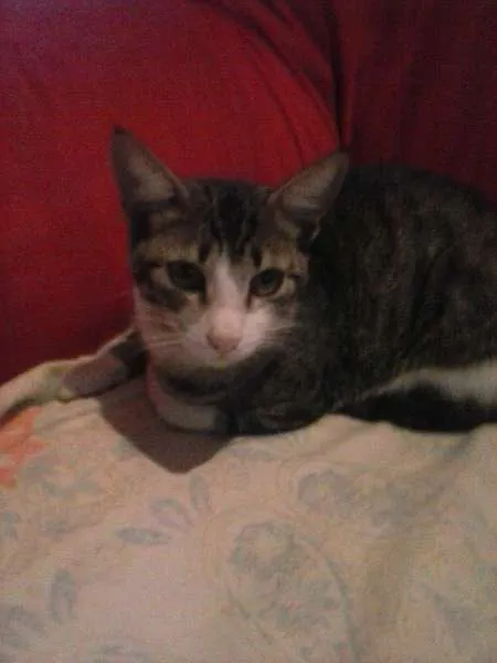 Gato ra a indefinida idade 2 a 6 meses nome Garrincha e Bebeto