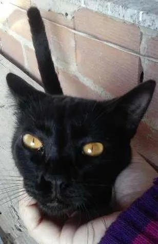 Gato ra a indefinida idade 2 a 6 meses nome Garrincha e Bebeto