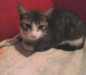 Gato raça indefinida idade 2 a 6 meses nome Garrincha e Bebeto