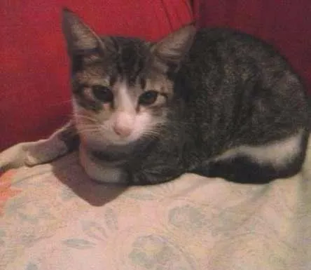 Gato ra a indefinida idade 2 a 6 meses nome Garrincha e Bebeto