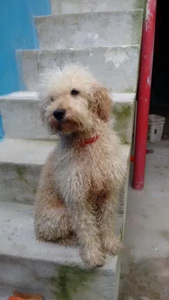 Cachorro ra a Poodle idade 5 anos nome FlocK