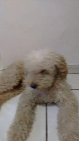 Cachorro ra a Poodle idade 5 anos nome FlocK