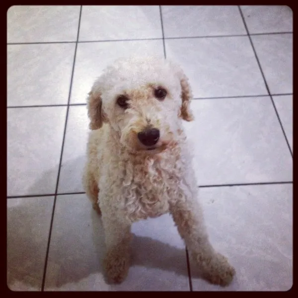 Cachorro ra a Poodle idade 5 anos nome FlocK