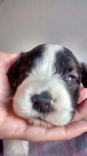 Cachorro raça SRD idade Abaixo de 2 meses nome Olaf