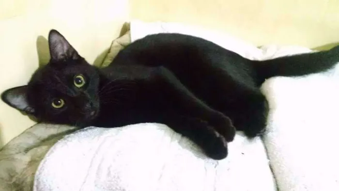 Gato ra a SRD idade 7 a 11 meses nome Lobinhoo