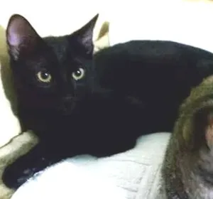 Gato raça SRD idade 7 a 11 meses nome Lobinhoo