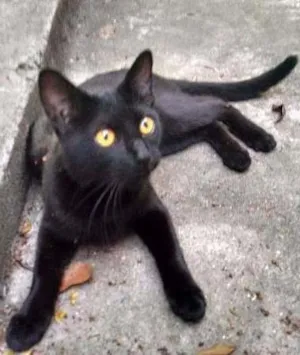 Cachorro raça SRD idade 1 ano nome Madonna