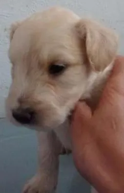 Cachorro raça SRD idade  nome Sherlock
