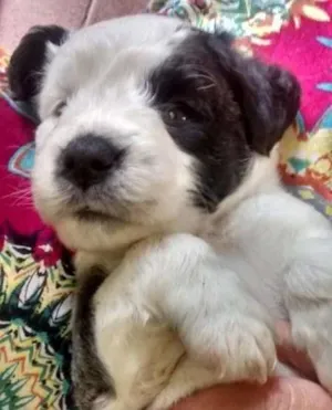 Cachorro raça SRD idade Abaixo de 2 meses nome Ayumi