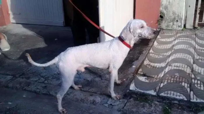 Cachorro ra a SRD idade 2 anos nome s/ nome