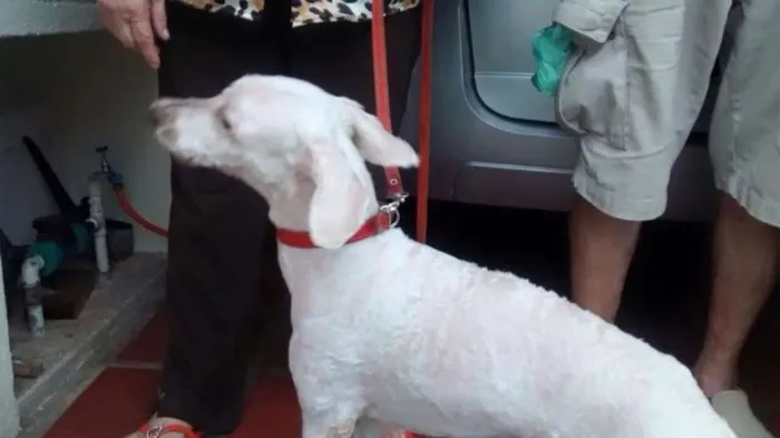 Cachorro ra a SRD idade 2 anos nome s/ nome