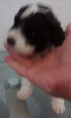 Cachorro raça SRD idade Abaixo de 2 meses nome Charlote Elizabeth 