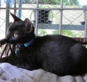 Gato raça  idade 2 a 6 meses nome Uva (Christina Rang