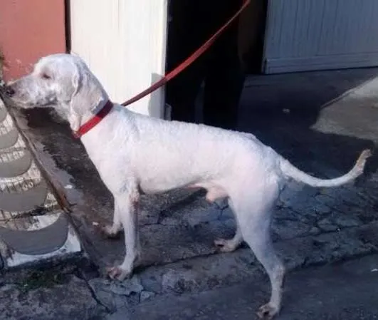 Cachorro ra a SRD idade 2 anos nome s/ nome