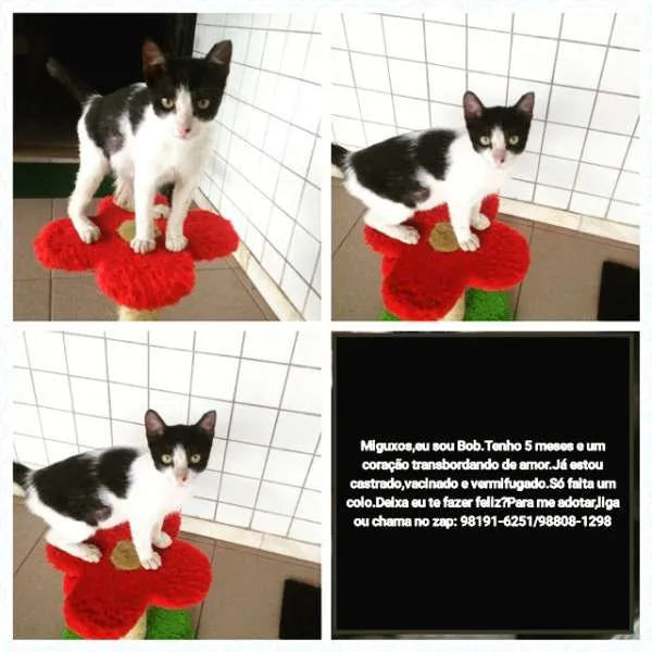 Gato raça SRD idade 2 a 6 meses nome Bob