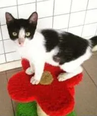 Gato raça SRD idade 2 a 6 meses nome Bob