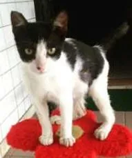 Gato raça SRD idade 2 a 6 meses nome Bob