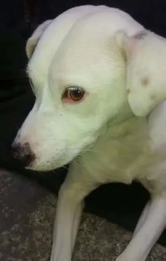 Cachorro ra a mestiça pitbull idade 3 anos nome Hanna