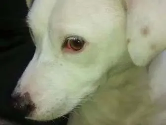 Cachorro ra a mestiça pitbull idade 3 anos nome Hanna