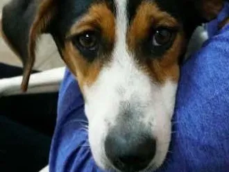 Cachorro ra a SRD idade 7 a 11 meses nome Matilda