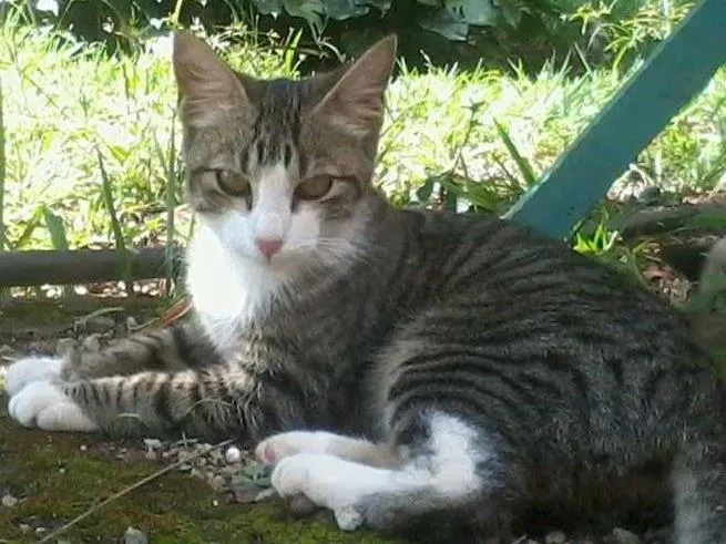 Gato ra a SRD idade 2 a 6 meses nome sem nome