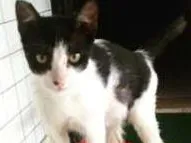 Gato raça SRD idade 2 a 6 meses nome Bob
