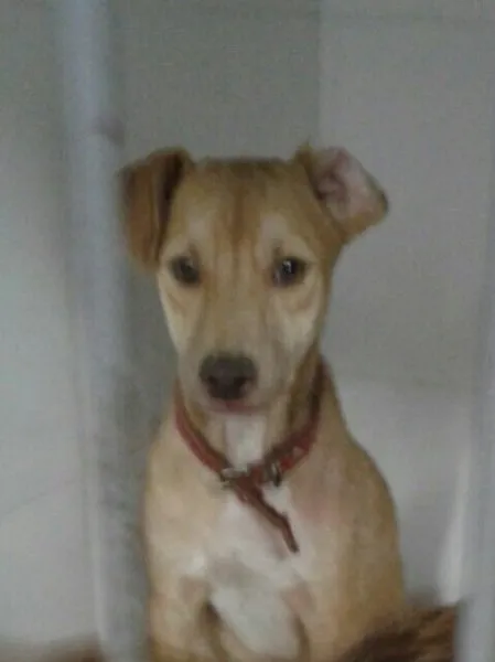 Cachorro ra a SRD idade 7 a 11 meses nome Bebela