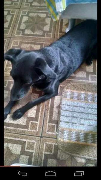 Cachorro ra a labrador com vira lata idade 4 anos nome Cléo