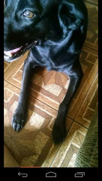 Cachorro ra a labrador com vira lata idade 4 anos nome Cléo
